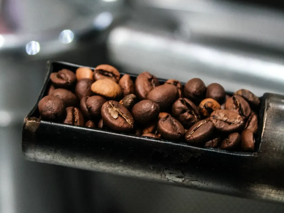 Hạt cà phê rang củi chín đều, có màu nâu đậm